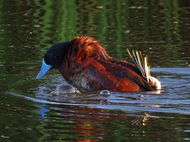 Lake Duck - ML360072491