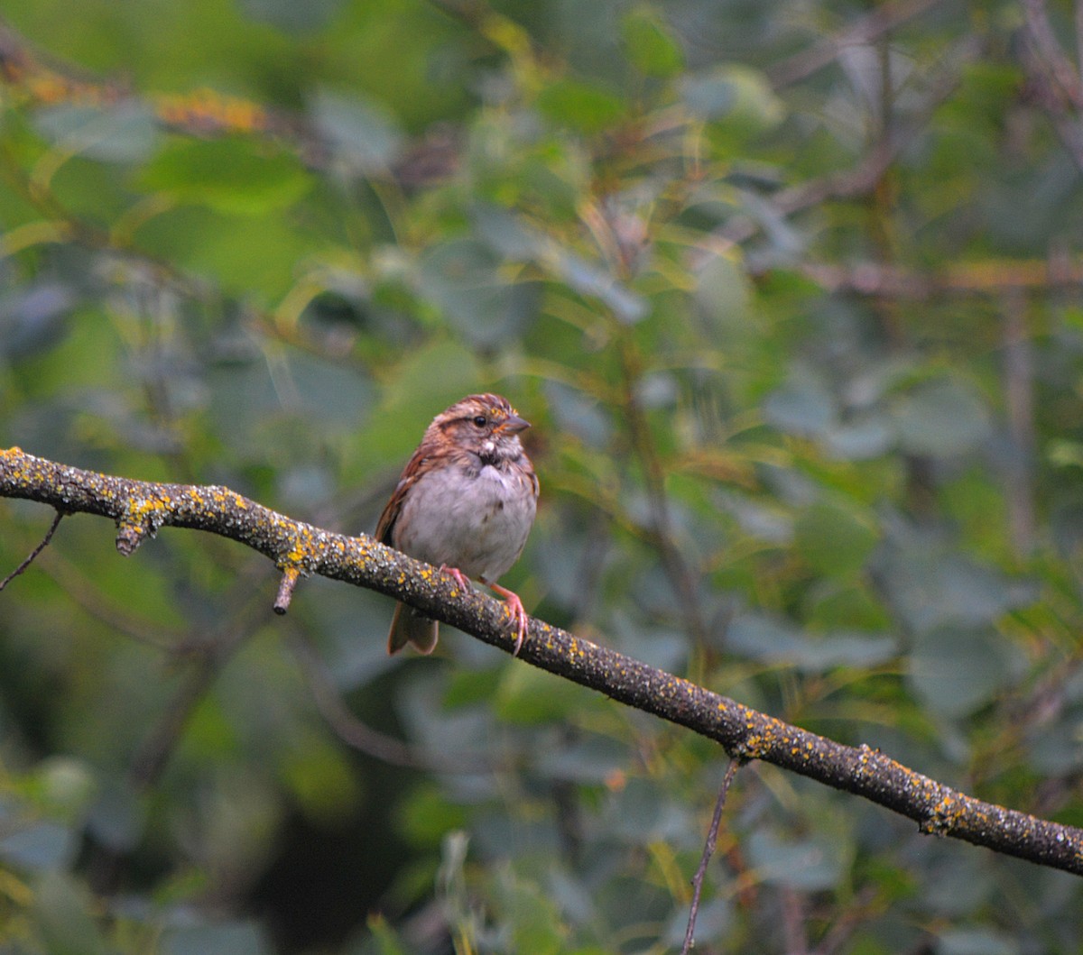 White-throated Sparrow - Sam Greene