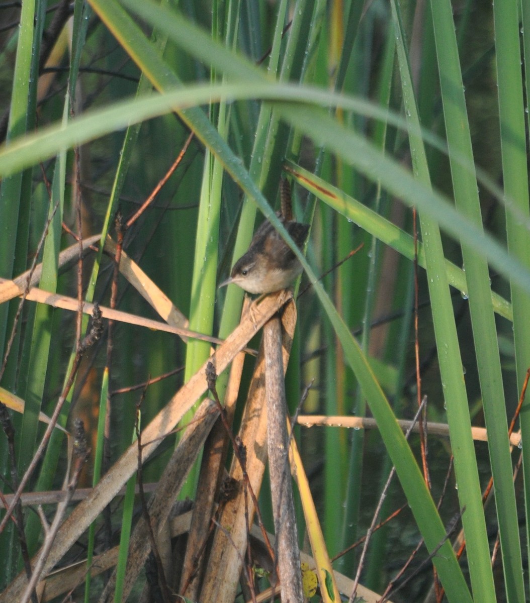 Marsh Wren - ML360073321