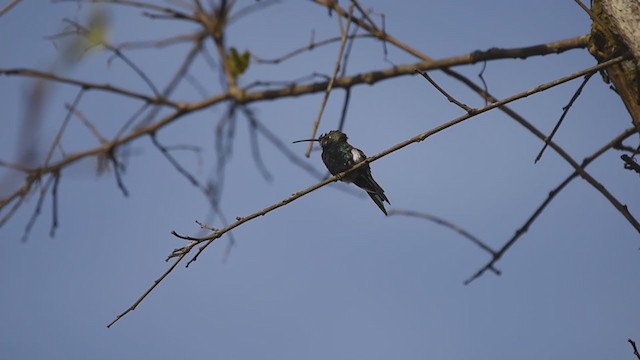 kolibřík cerradový - ML360073501
