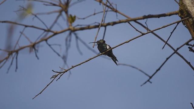 Blue-tufted Starthroat - ML360073501