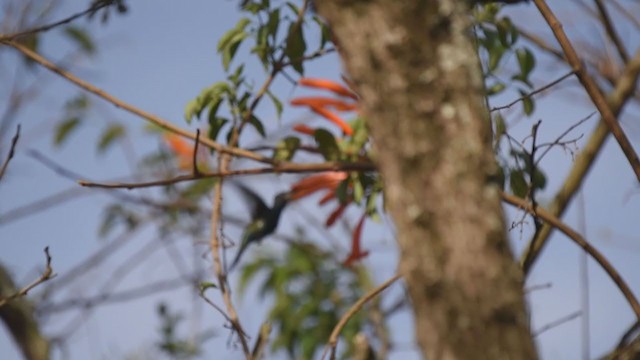 Blue-tufted Starthroat - ML360073531
