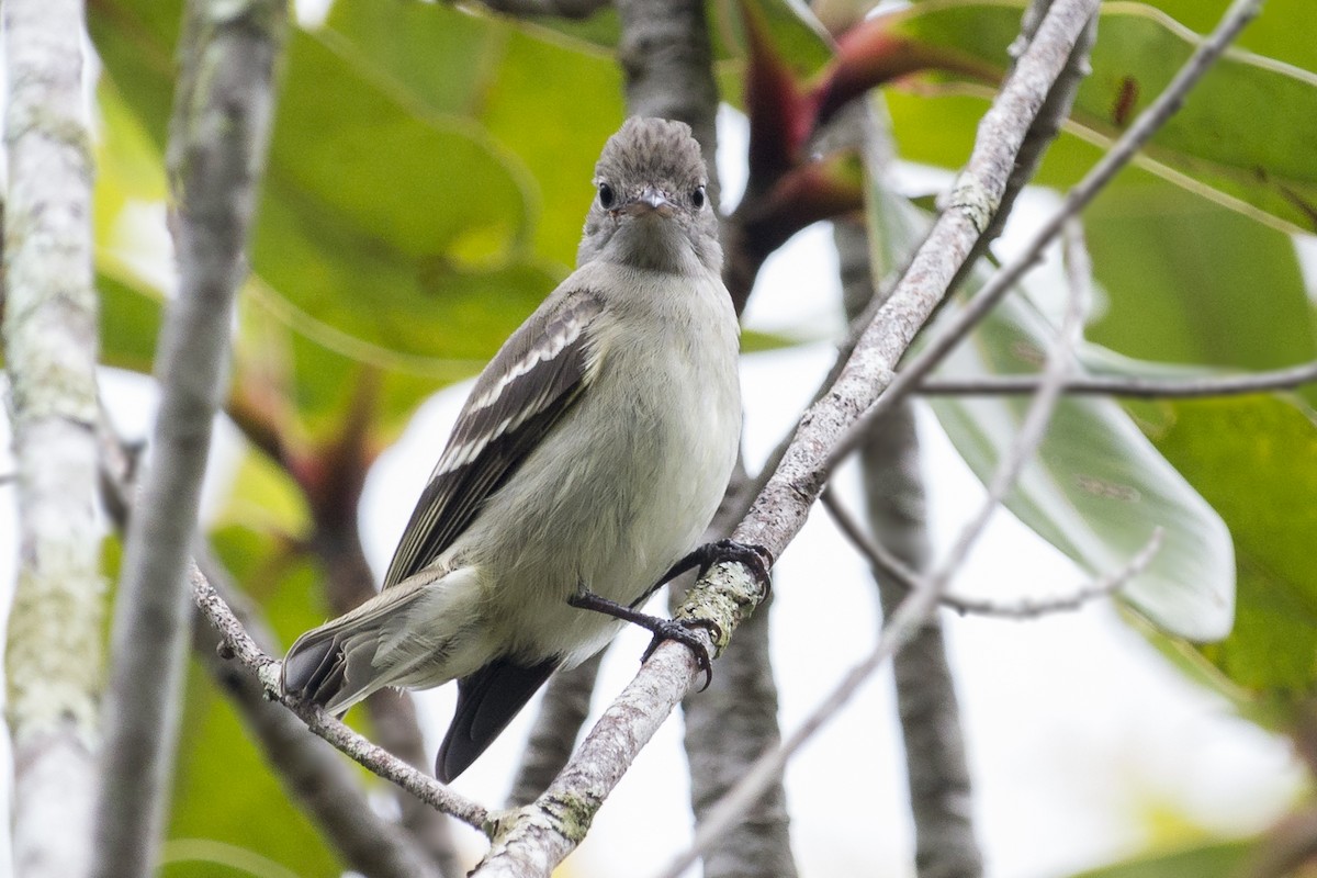 Lesser Elaenia - Oswaldo Hernández Sánchez