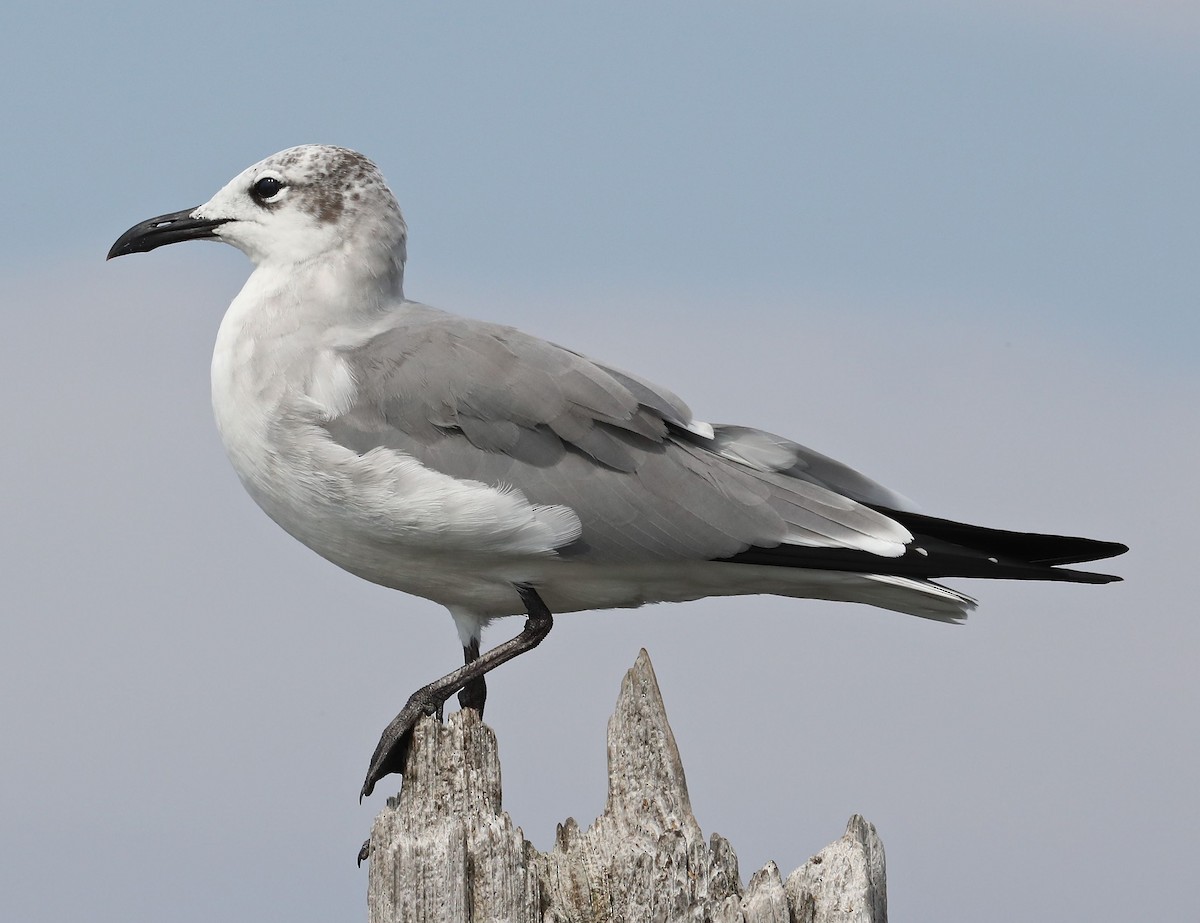 Laughing Gull - ML36007401