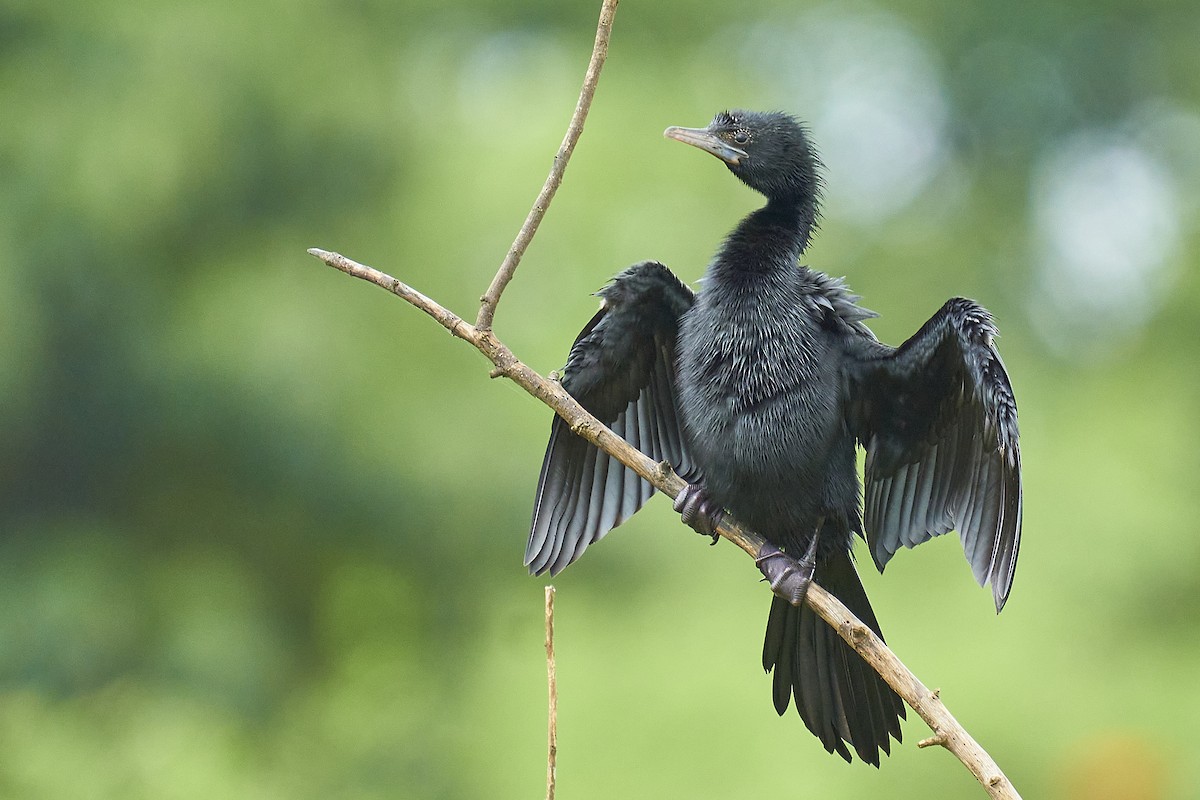 Little Cormorant - Raghavendra  Pai