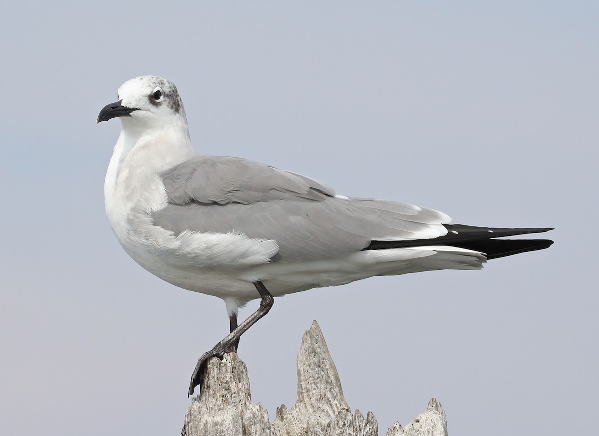 Mouette atricille - ML36007411