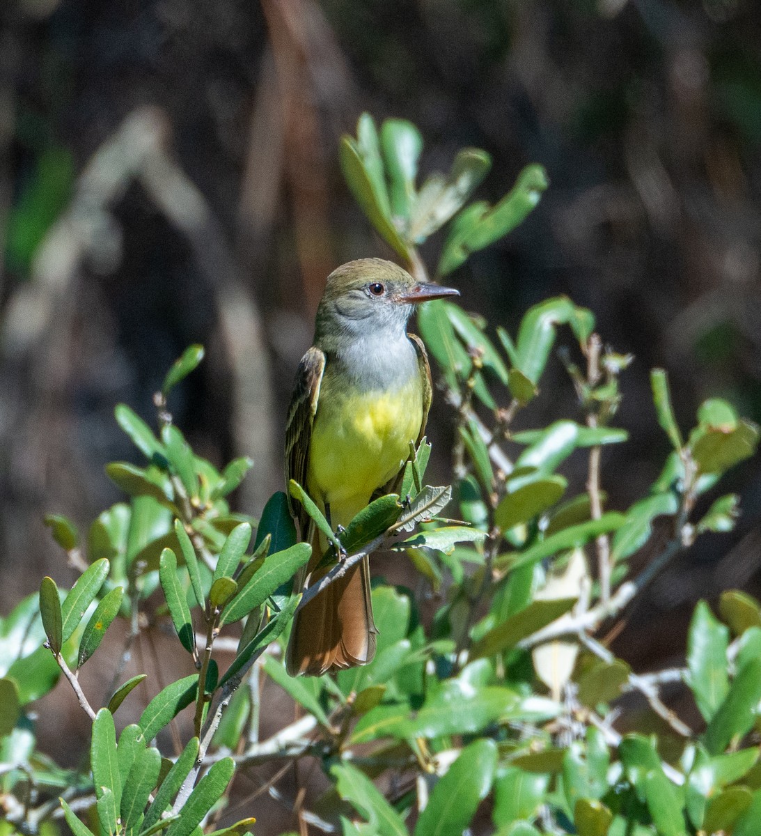 Great Crested Flycatcher - ML360074551