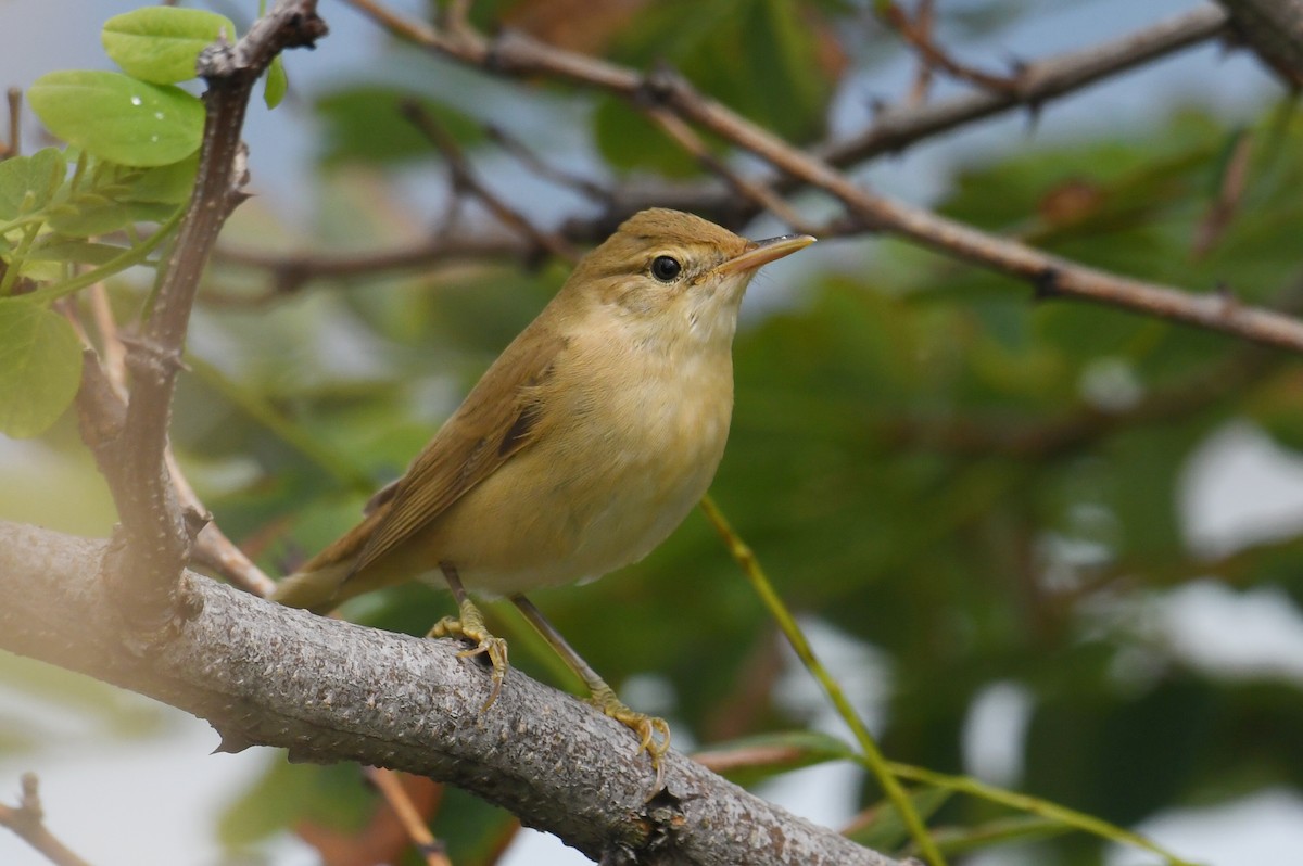 Marsh Warbler - Çağan Abbasoğlu
