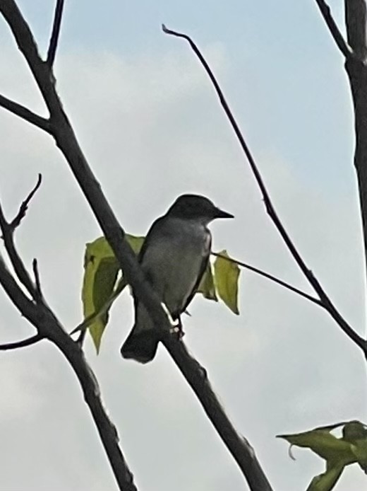 Eastern Kingbird - Lehman Ellis