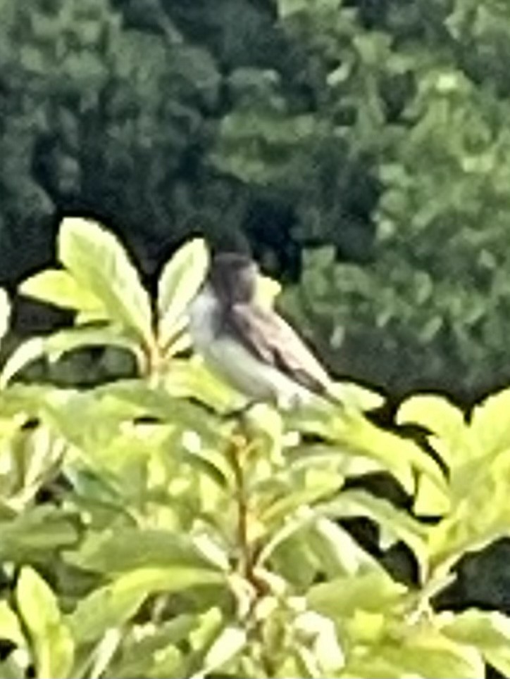 Eastern Kingbird - ML360079191