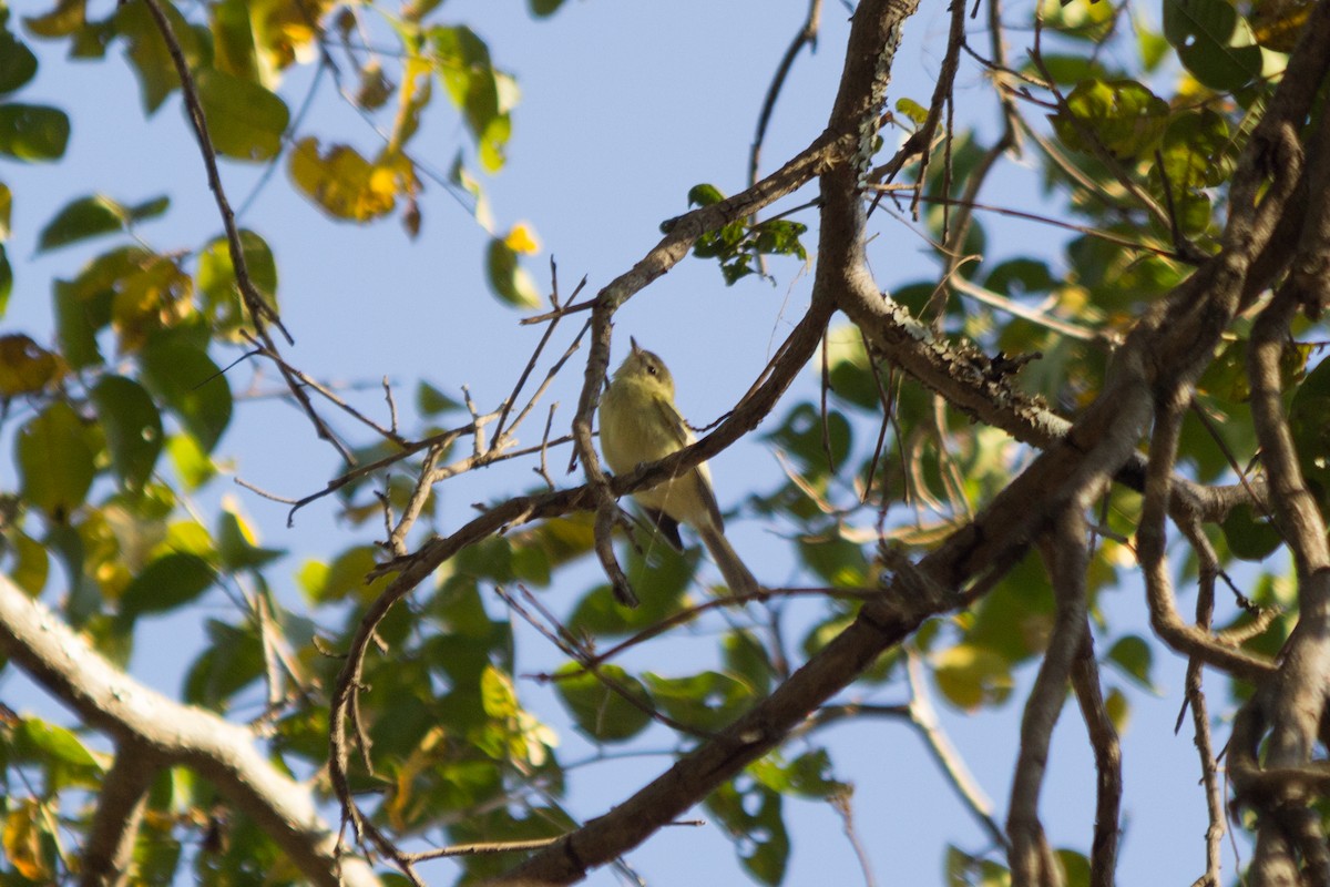 Reiser's Tyrannulet - ML360079731