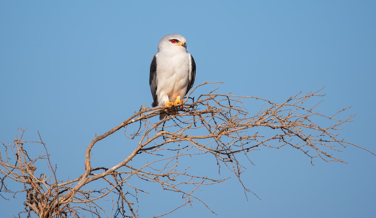 Black-winged Kite - Shailesh Pinto