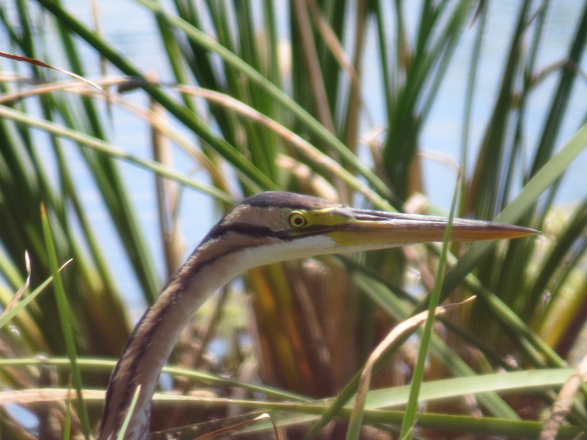 Purple Heron - ML360080421