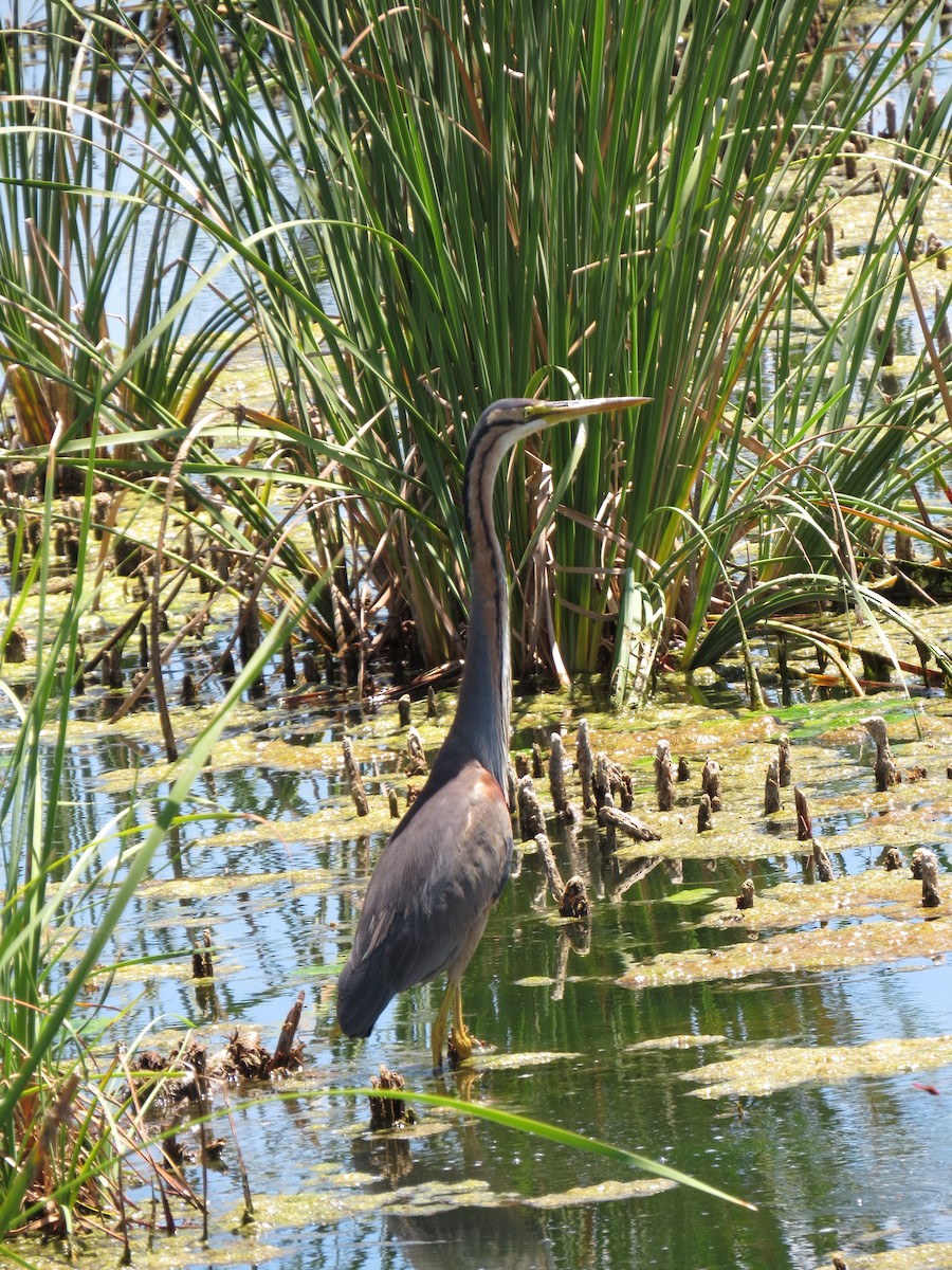 Purple Heron - ML360080491