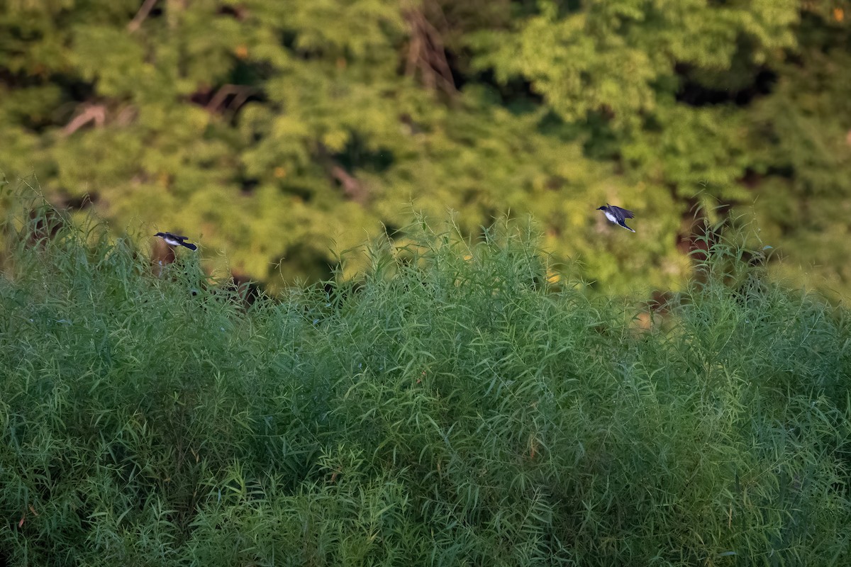 Eastern Kingbird - ML360080581