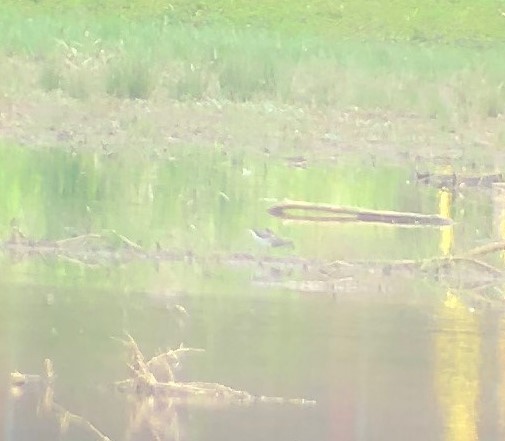 Pectoral Sandpiper - James Swanson