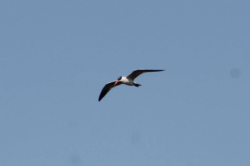 Caspian Tern - ML360081491