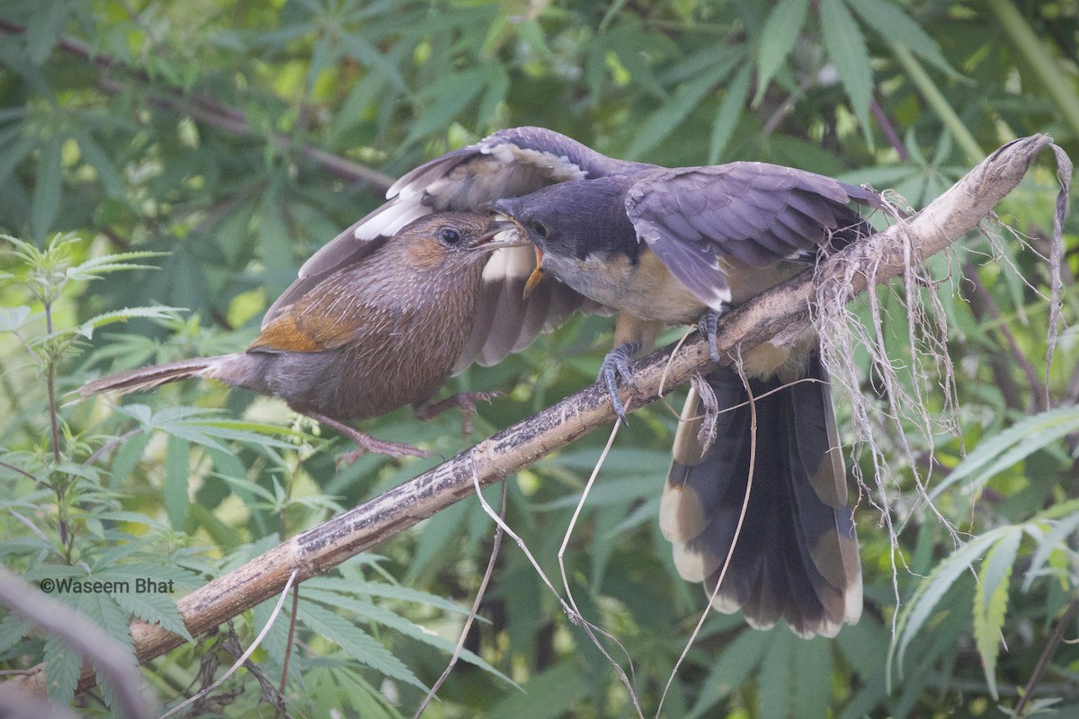 Pied Cuckoo - ML360081651