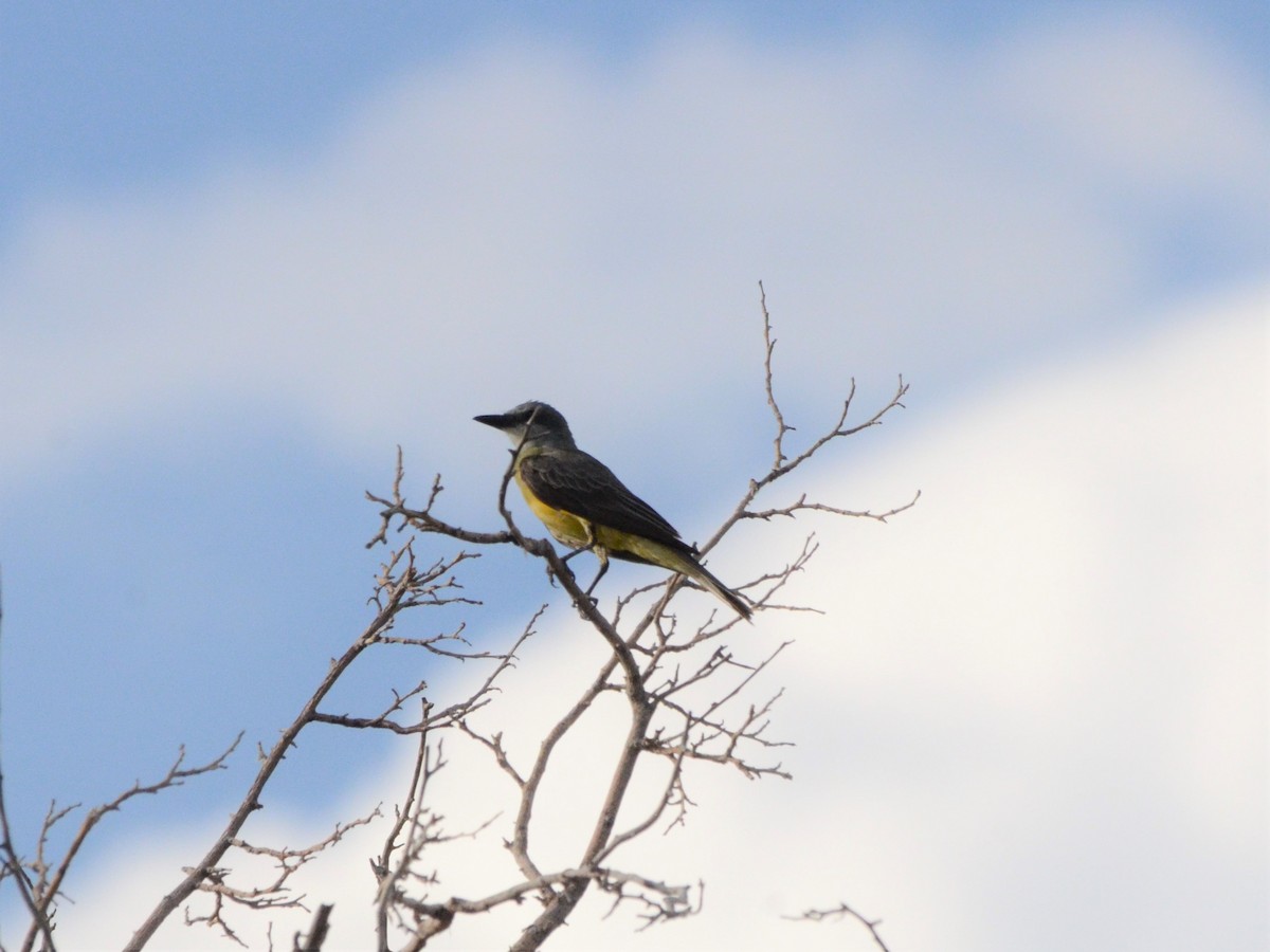 Tropical Kingbird - ML360082541