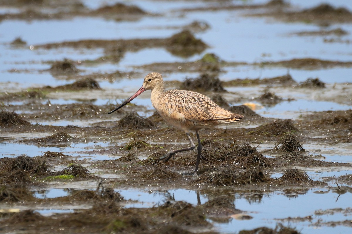 Marbled Godwit - ML360082671