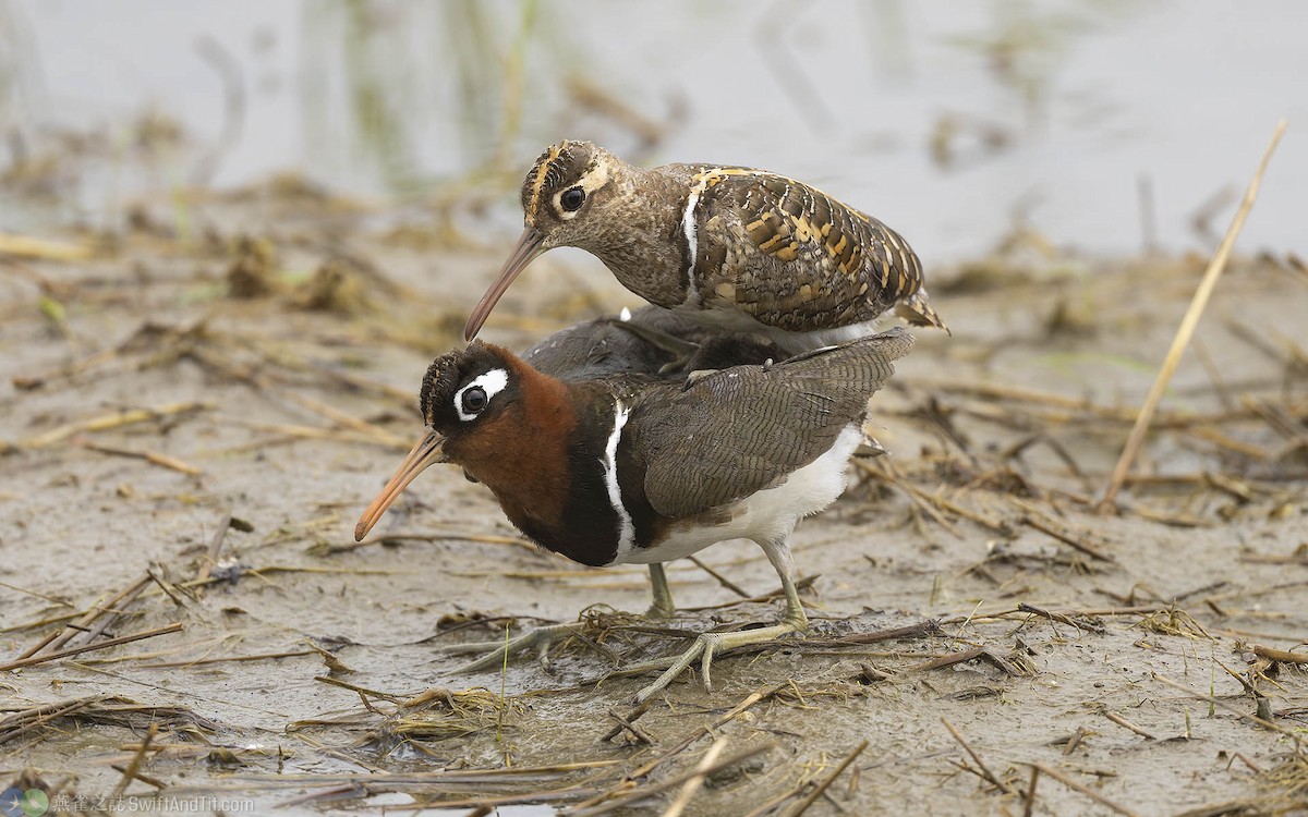 Greater Painted-Snipe - ML360083321