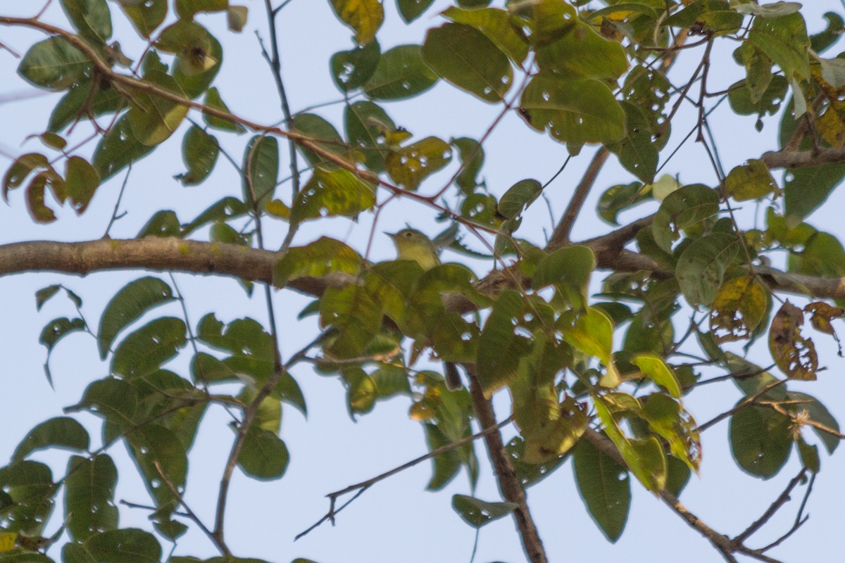 Minas Gerais Tyrannulet - André  Menini