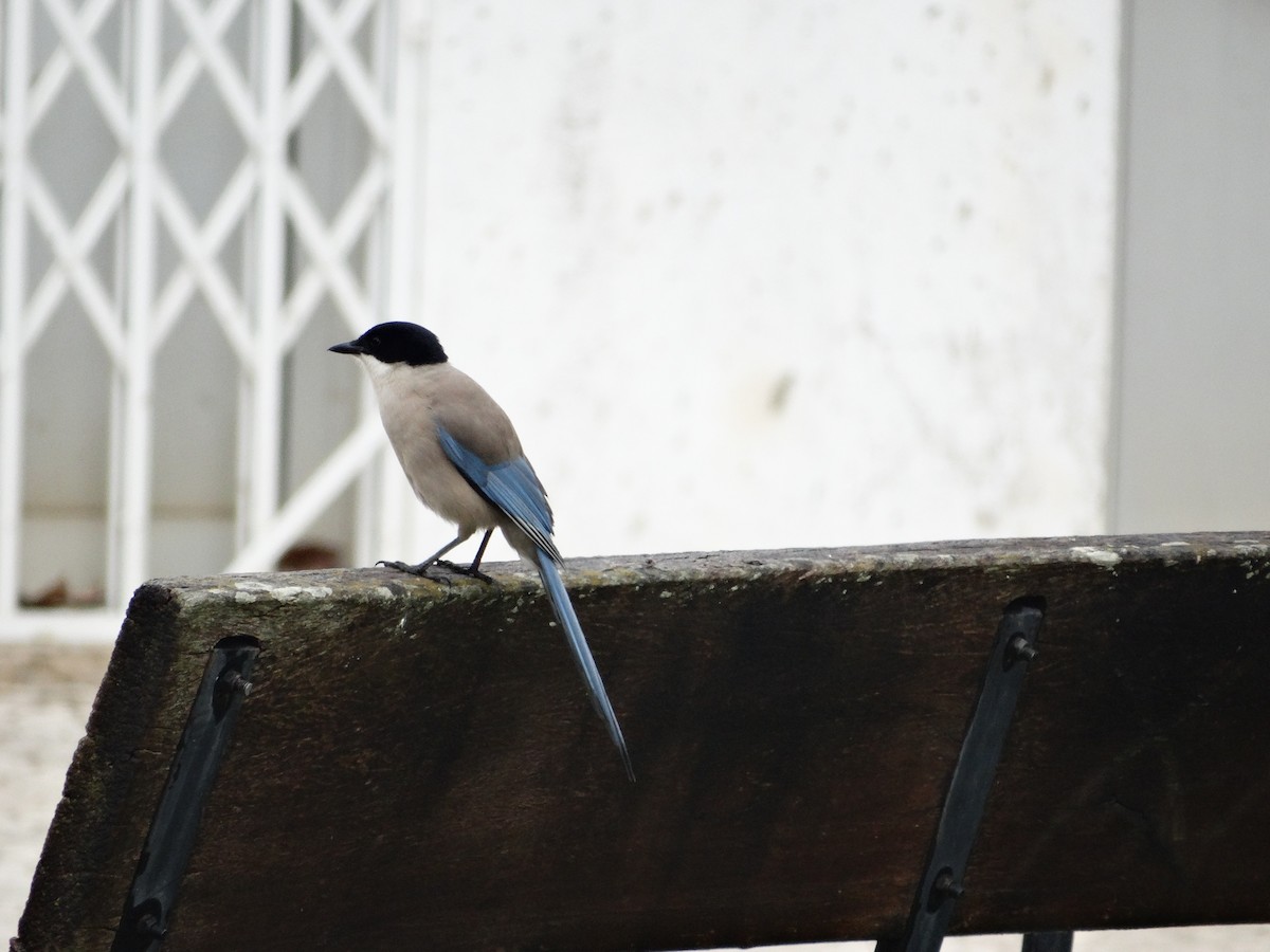 Iberian Magpie - ML360084281