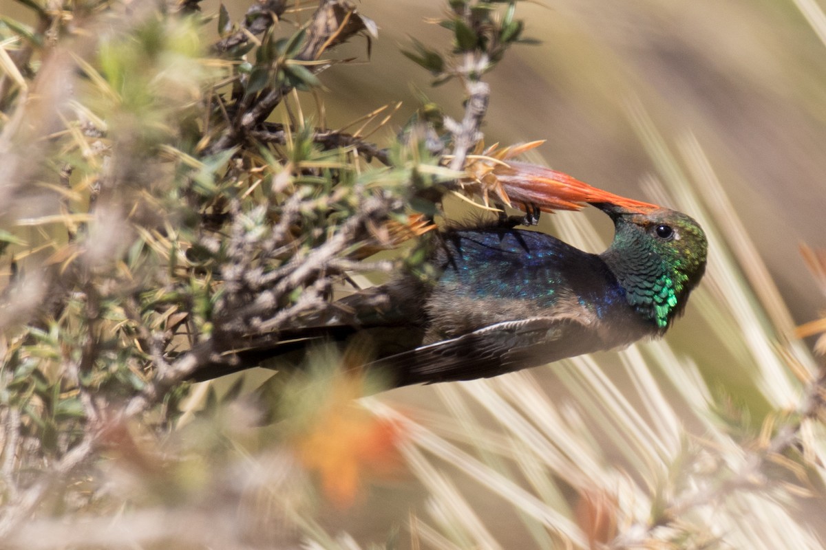 Black-breasted Hillstar - ML36008671