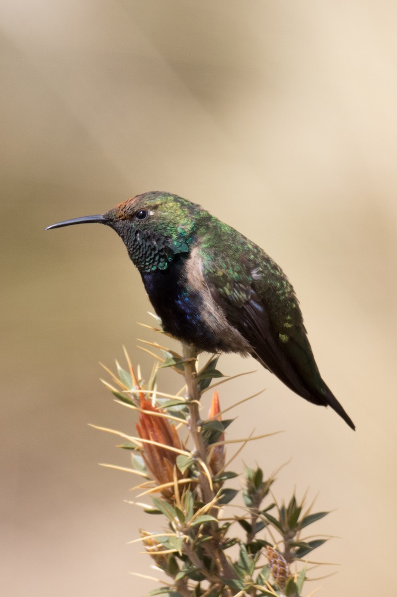 Black-breasted Hillstar - ML36008681