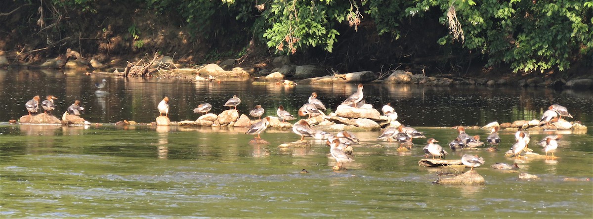 Common Merganser - ML360087101