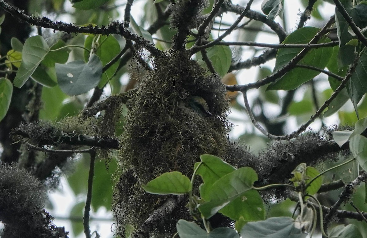 Grauer's Broadbill - ML360088751