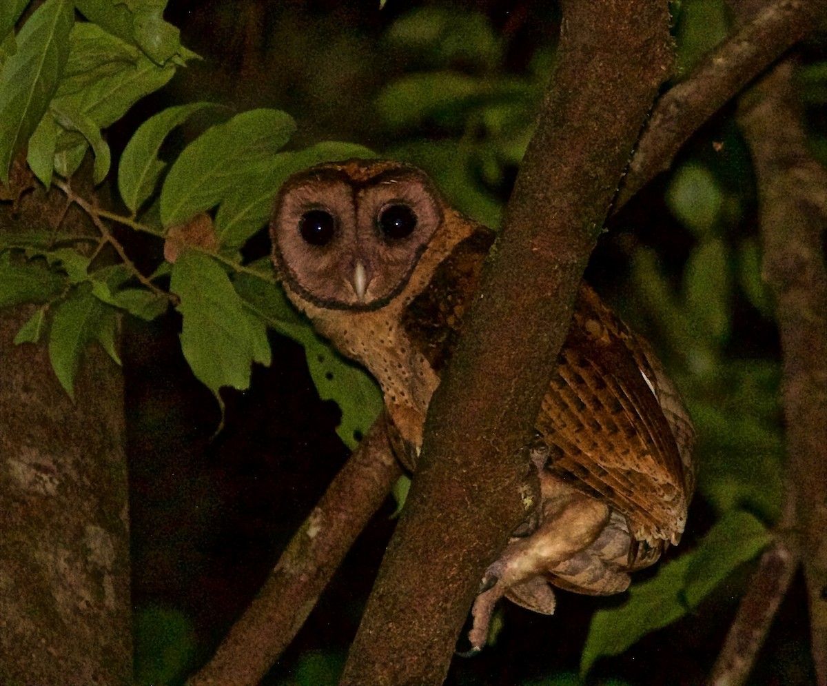 Minahasa Masked-Owl - Craig Robson