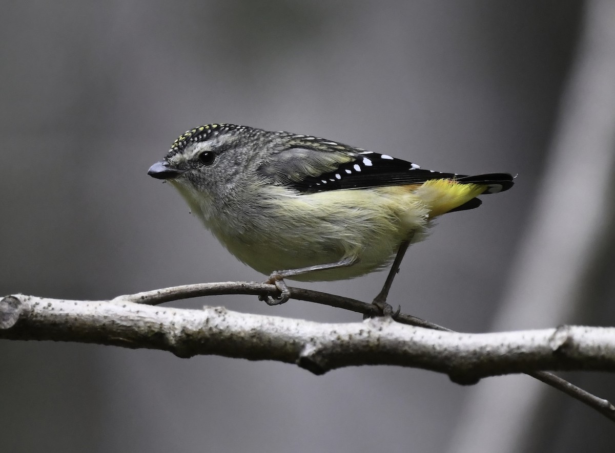 Spotted Pardalote - ML360091301