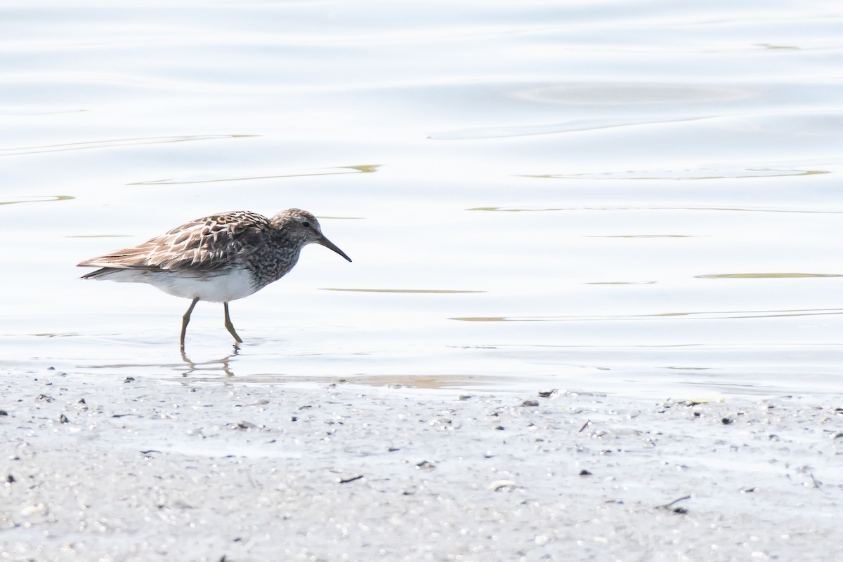 Pectoral Sandpiper - Rene Duclos