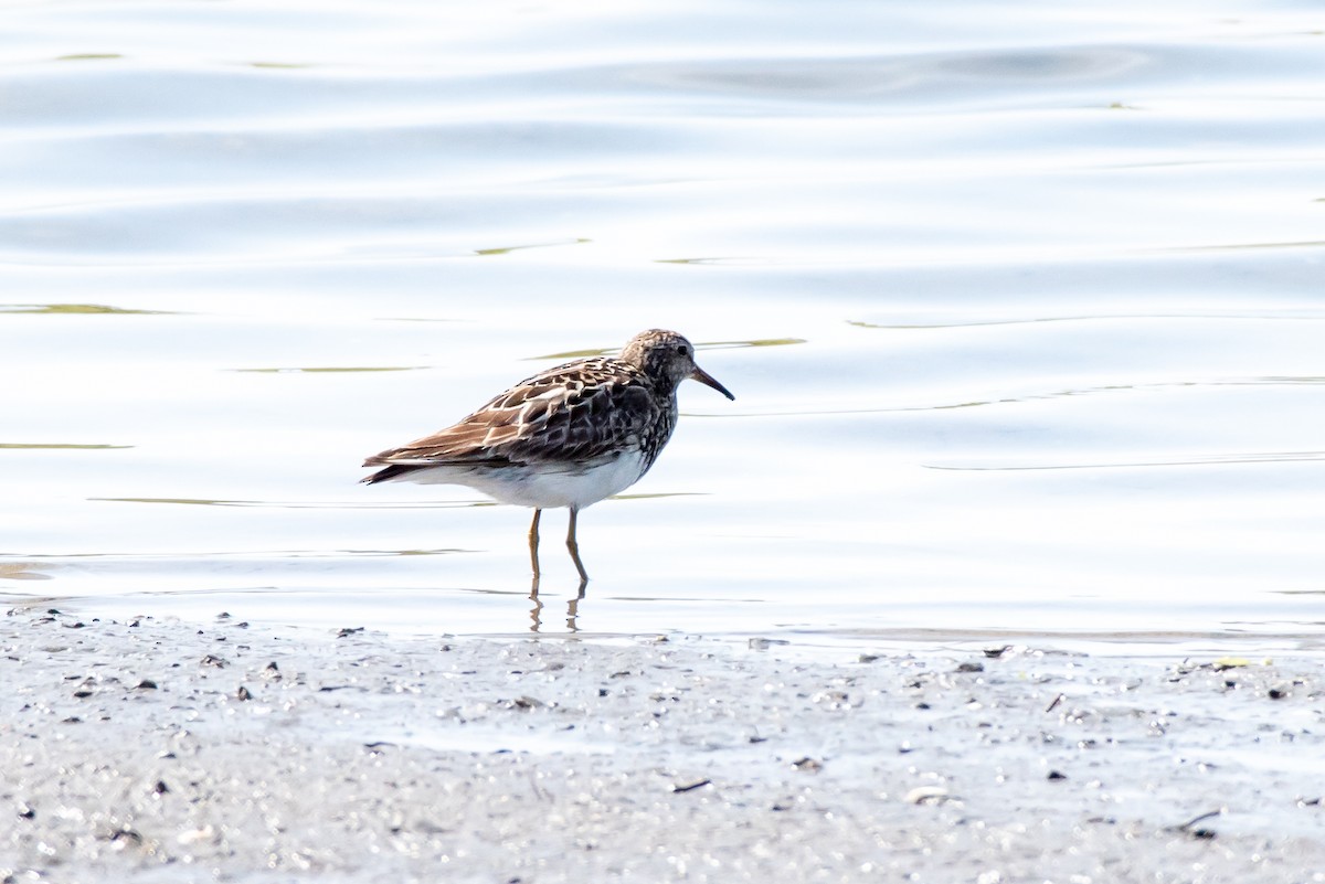 Pectoral Sandpiper - Rene Duclos