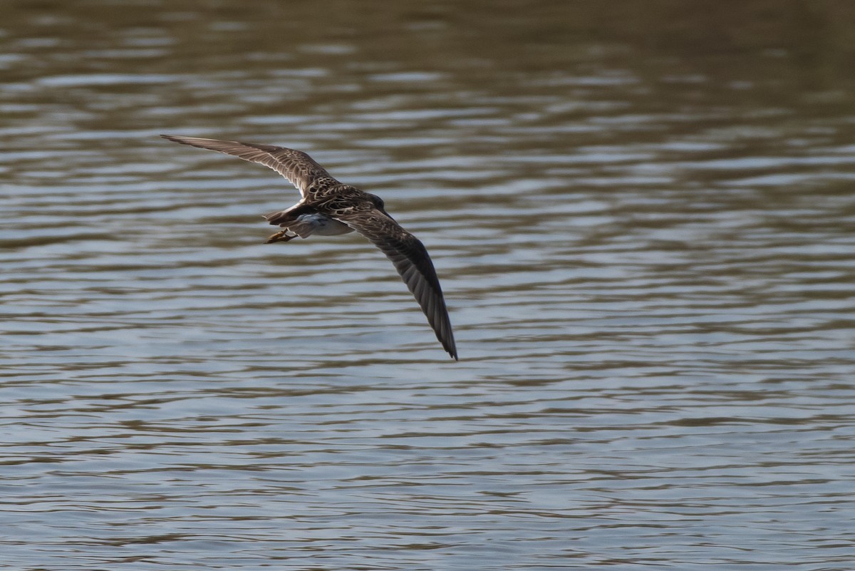 Pectoral Sandpiper - ML360092751