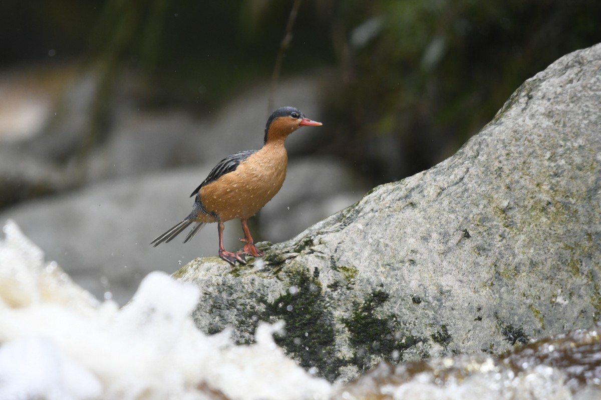 Torrent Duck - Fernando Cediel