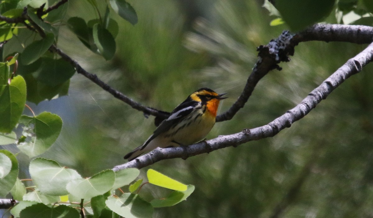 Blackburnian Warbler - ML360094861