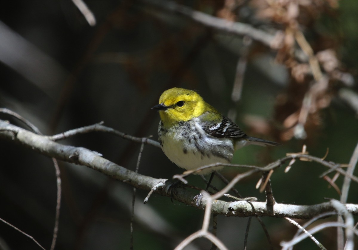 Black-throated Green Warbler - ML360095101