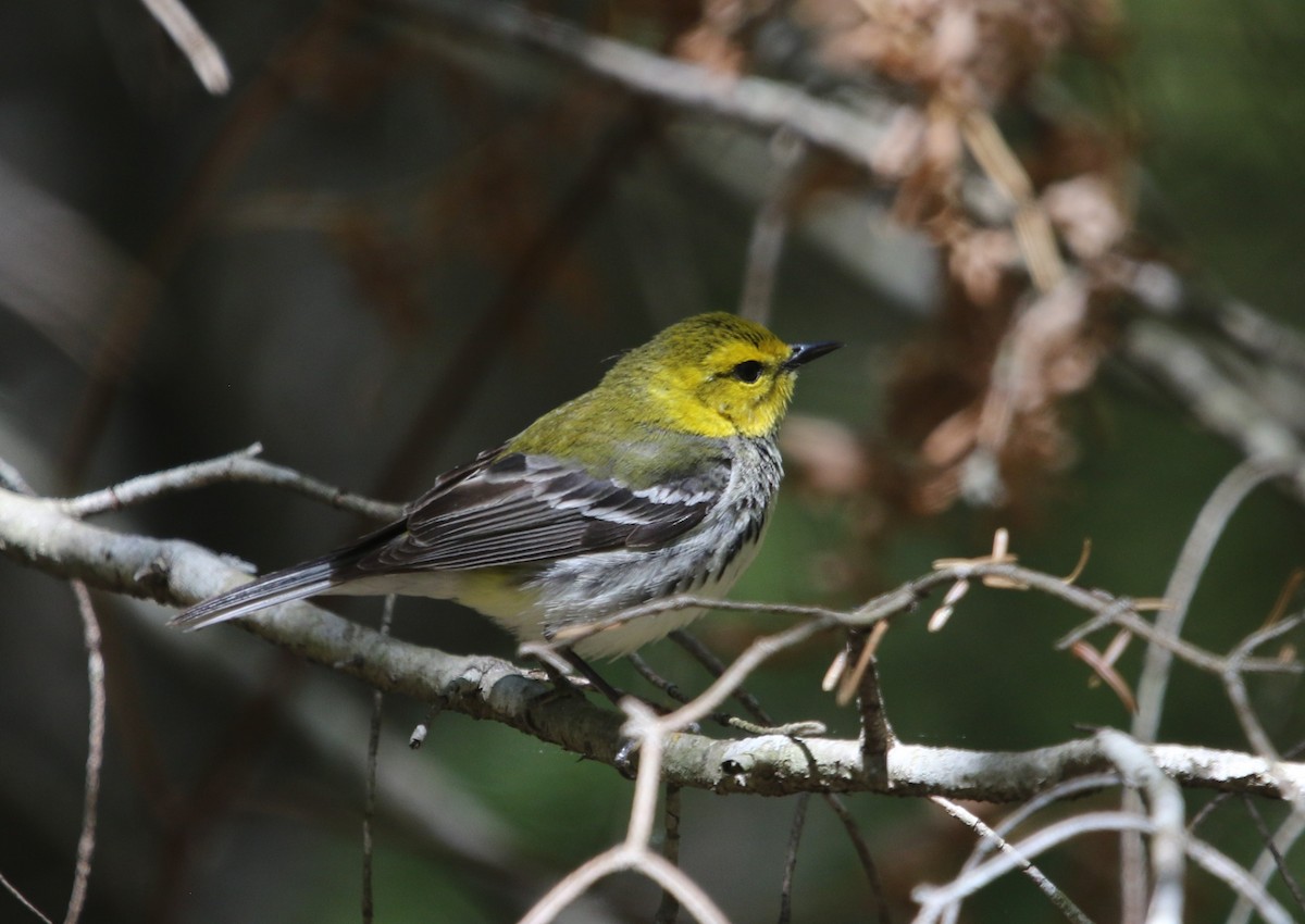 Black-throated Green Warbler - Ann Vaughan