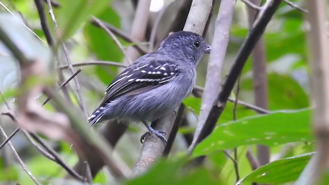 Black-crowned Antshrike - ML360095281