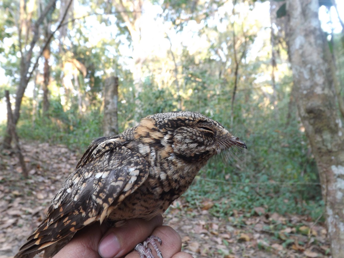 White-tailed Nightjar - ML360095651