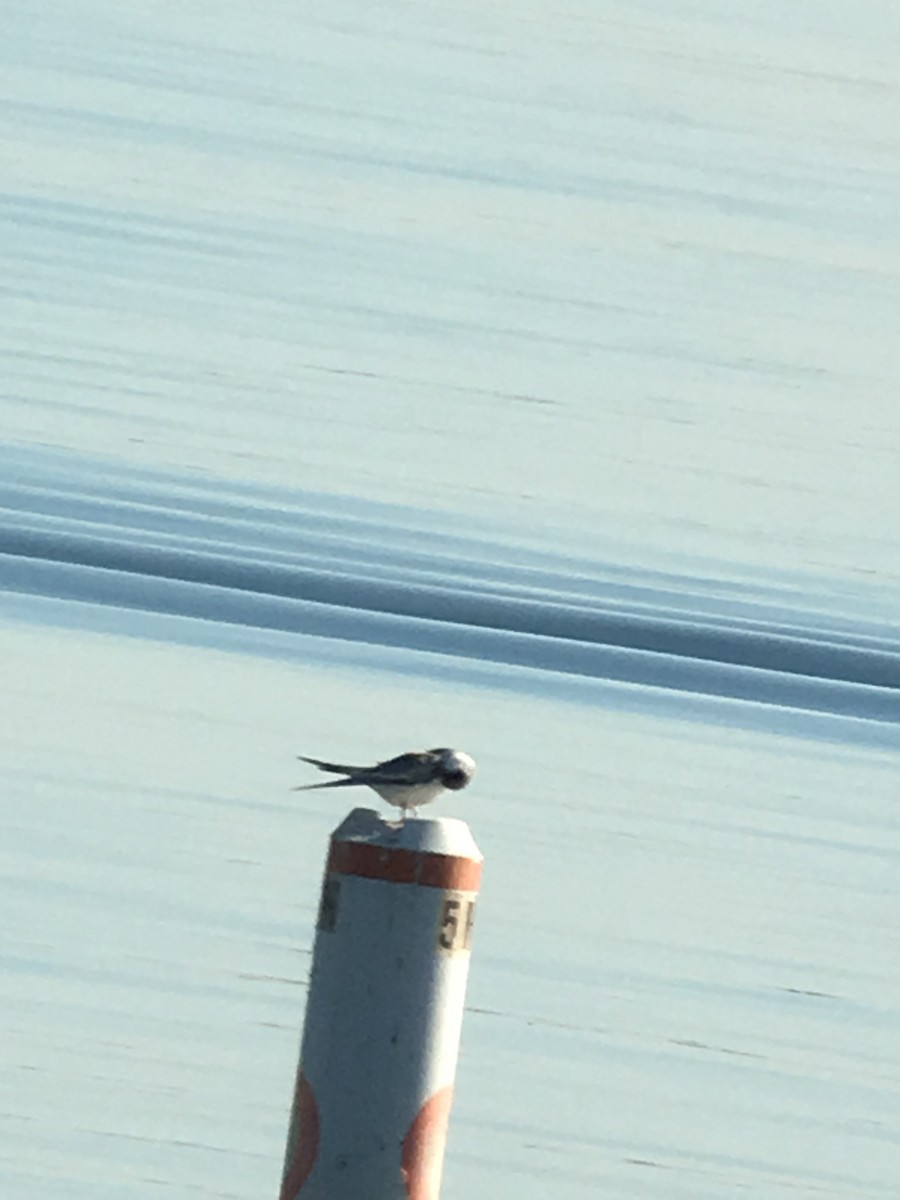 Common Tern - ML36009631