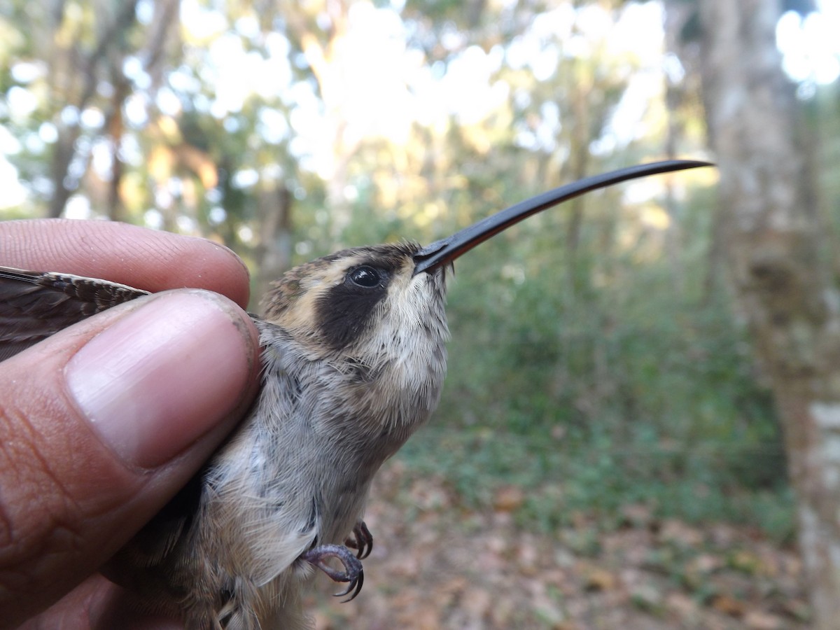 Sooty-capped Hermit - Alexis Araujo Quintero