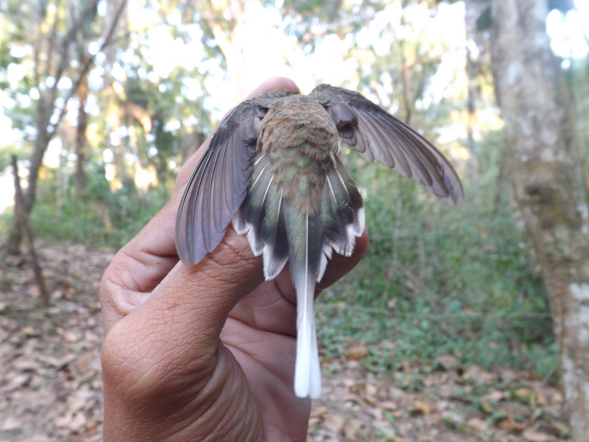 Sooty-capped Hermit - Alexis Araujo Quintero