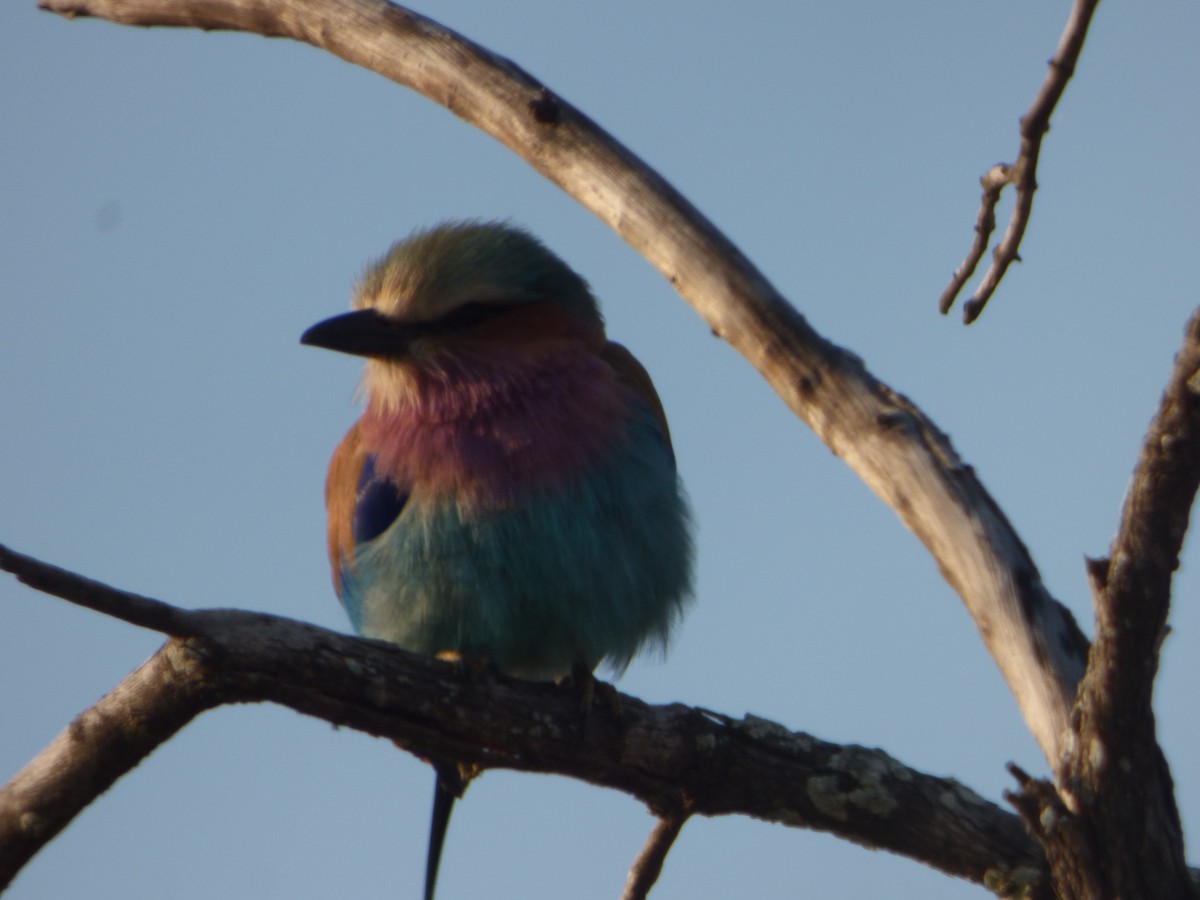 Lilac-breasted Roller - Kevin Hopley