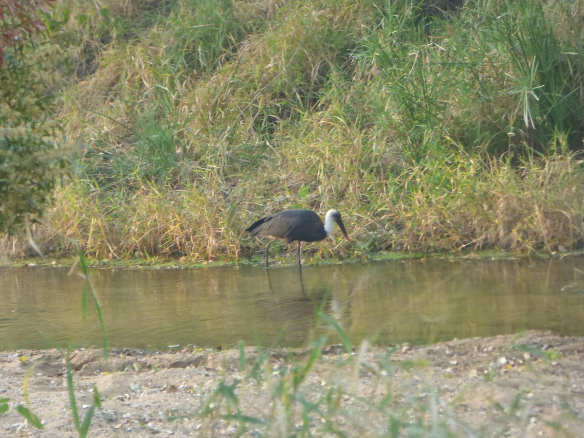 African Woolly-necked Stork - ML360099591