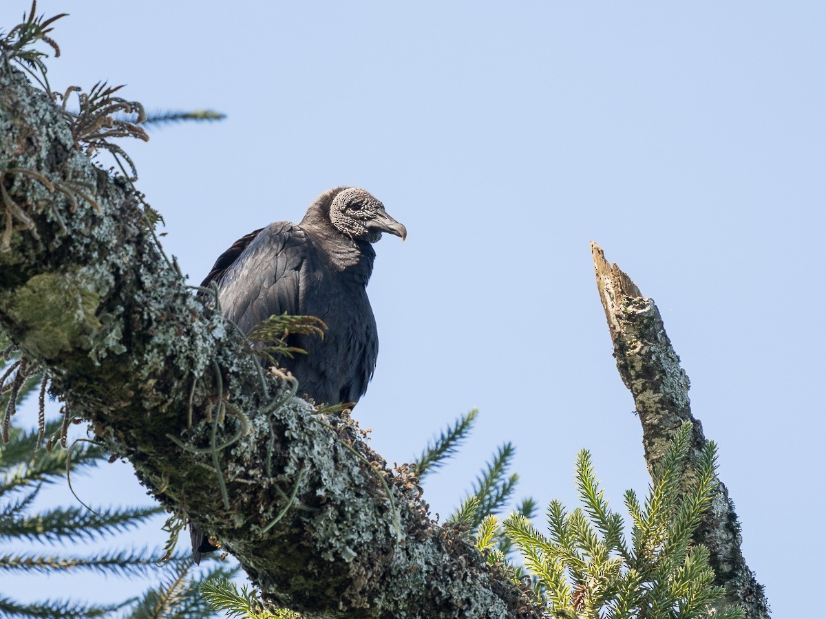 Black Vulture - ML360100161