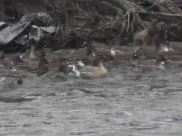 Pink-footed Goose - ML360101961