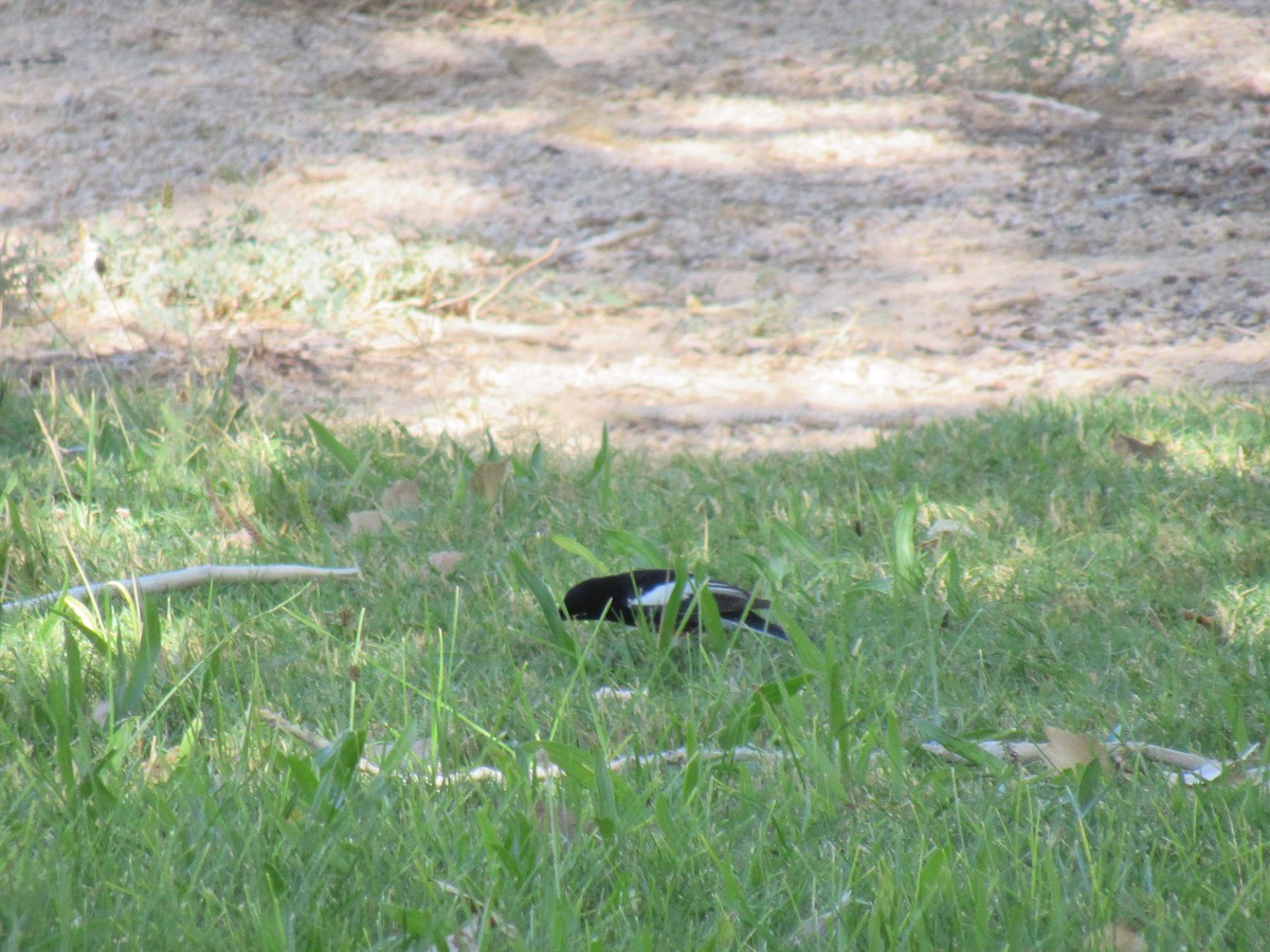 Painted Redstart - Alex Single